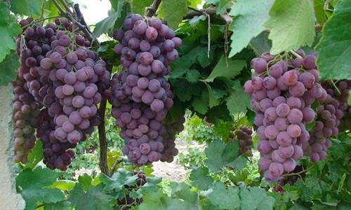 用葡萄组词有哪些