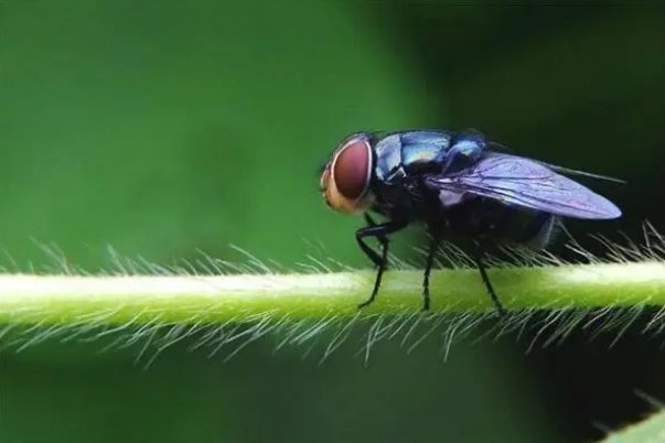 苍蝇的天敌是什么