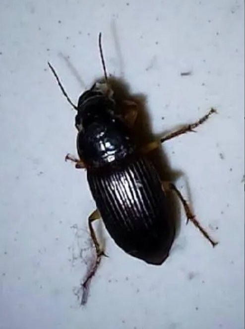 家里发现黑甲虫是怎么回事？