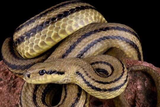 十二生肖排序年龄对照表