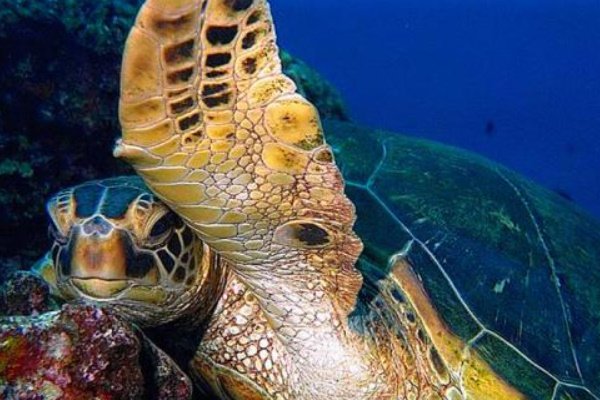 海葵 海龟 寿命