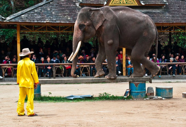 为什么中国只有云南有大象？