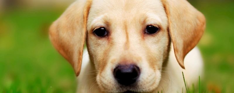 狗狗为什么会通人性？