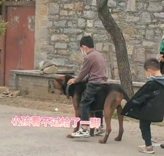 河南一小男孩坐在狗狗身上排队做核酸，这一幕遭到了网友怎样的吐槽？