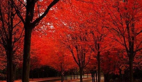 停车坐爱枫林晚，霜叶红于二月花中的晚字是什么意思啊？