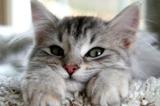 石家庄白猫流浪10天后终于找到了，流浪猫在野外是如何生存的？