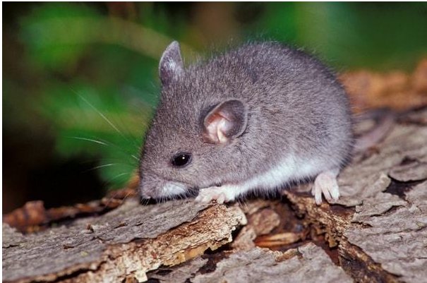 心如死灰是什么动物