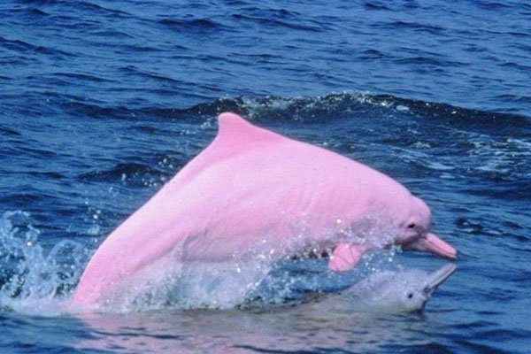 新加坡现粉色海豚，此类海豚的生活习性是怎样的？