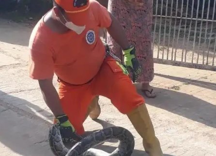 50斤重巨蟒在深圳龙岗区工业园蒸汽管下安家,这么大蛇为何会出现在城区?