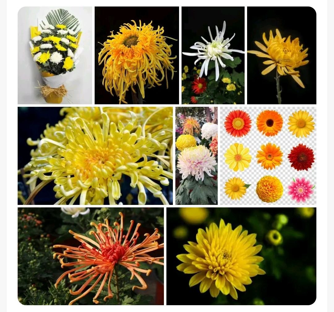 头巾漉酒临黄菊指什么节日？