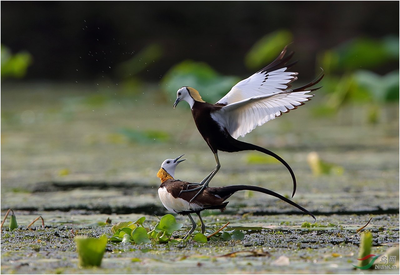 如果小鸟的妈妈死了,那还在窝里的小鸟怎么办?