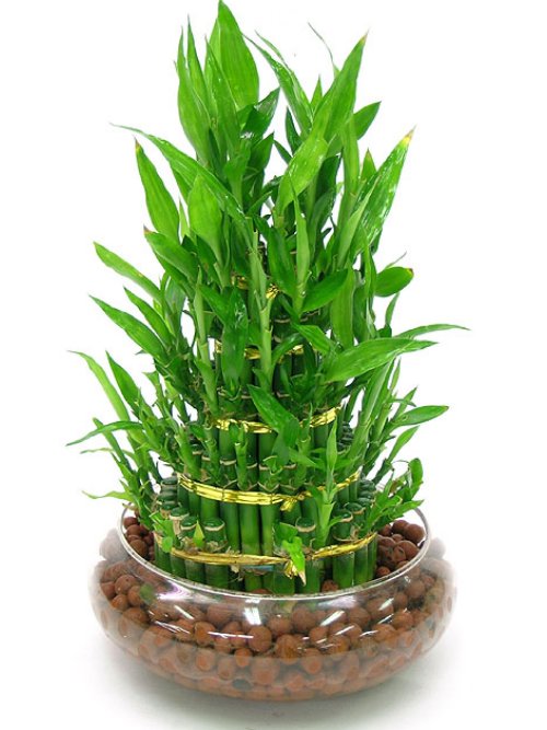 高考考完后送什么花