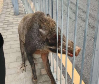 贵州一头野猪闯进女装店，倒头就睡，野猪为何会频频出现在人类生活区？