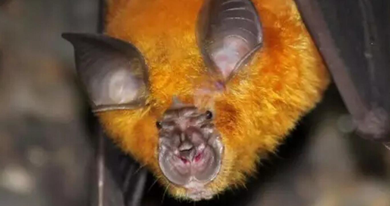 菊头蝠携带了那么多病毒为何没事，是以毒攻毒吗