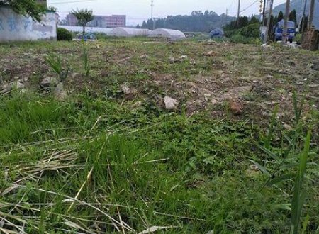 半亩空地是什么意思