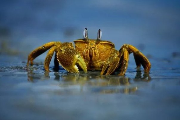 螃蟹为什么横着走