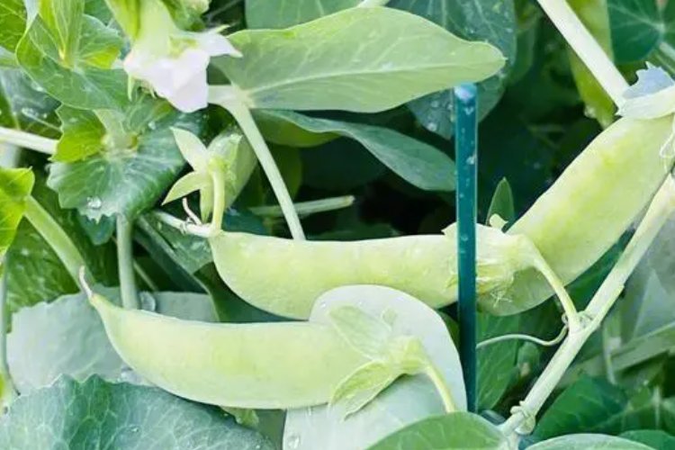 一个豆荚里的五粒豆五个问题怎么提