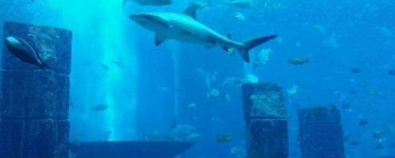 亚特兰蒂斯和鲸鱼的叫声有什么关系