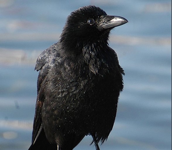 为什么以前农村很多乌鸦,现在却很少见了?