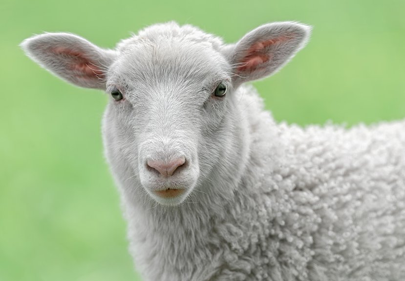 鼓足干劲正确生肖