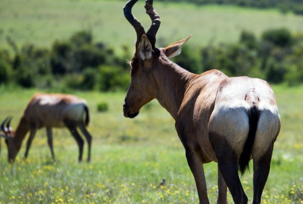 轻浪浮薄打一生肖动物