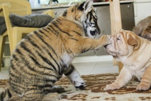 龙口一虎妈妈不喂奶 拉布拉多犬成小虎崽临时“奶妈”，其画面有多温馨？