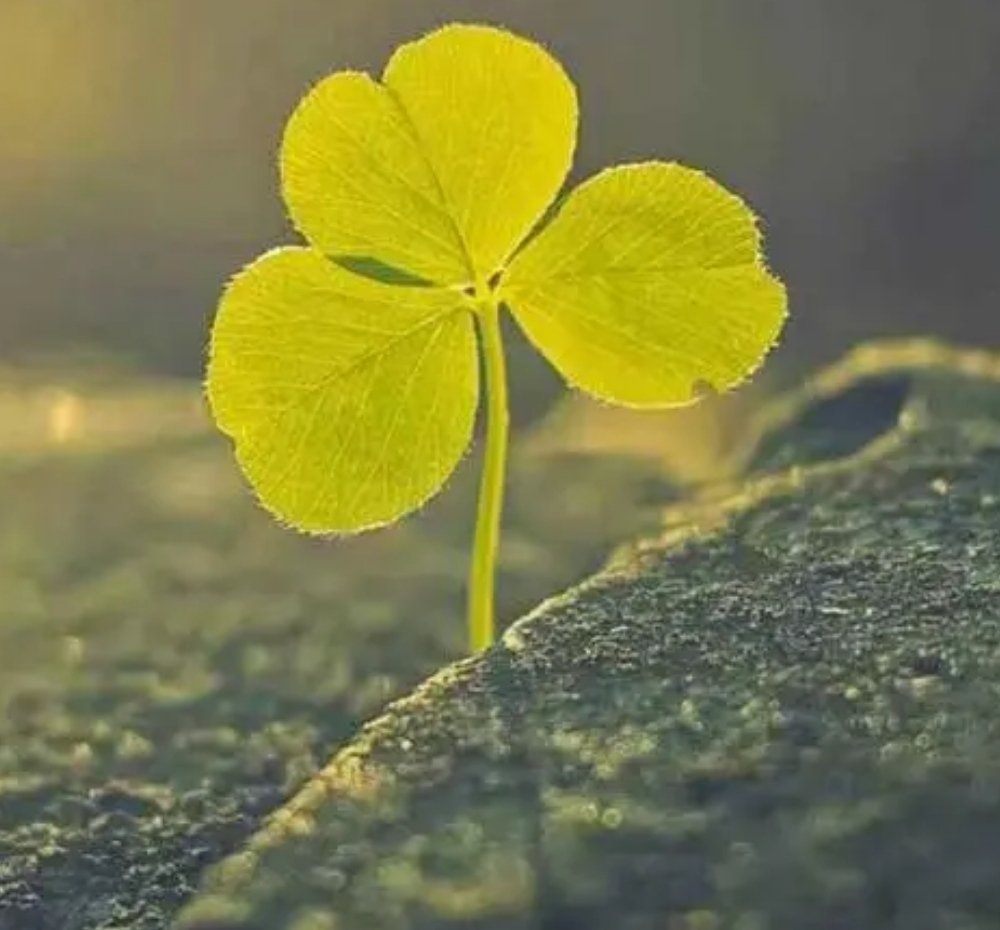 供养女考研袖珍爸爸婉拒捐款，他为何拒绝别人的善意？