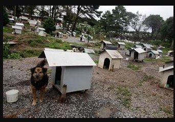 狗城是哪个城市