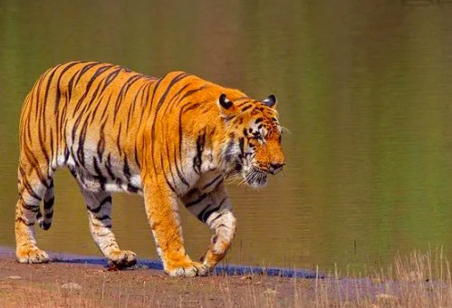 中国十大最强的老虎排名