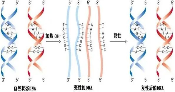 dna变性的名词解释是什么?