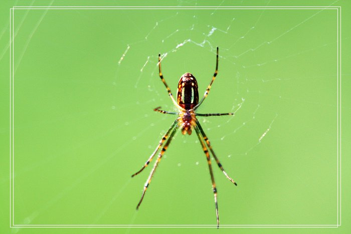 ''小小诸葛亮,独坐军中帐,摆下八卦阵,专捉飞来将''谜底是什么,为什么是那个谜底