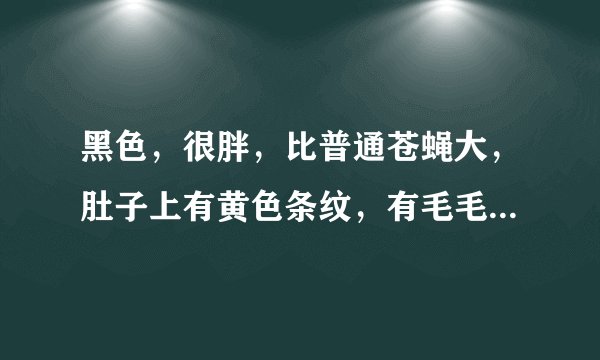 黑色，很胖，比普通苍蝇大，肚子上有黄色条纹，有毛毛，没有触角，这是什么虫子，苍蝇吗？对人体有危害吗