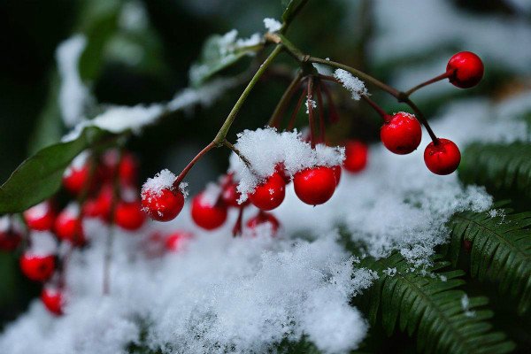 七月飞雪这样自然现象是否真实存在？它的原理又是如何的？