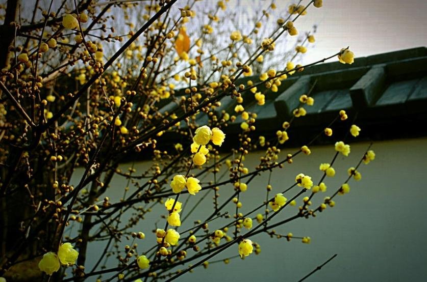 腊梅树的生长环境