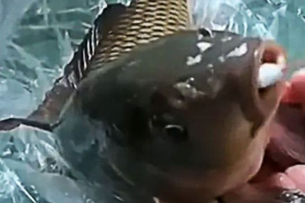 上海给鱼做核酸，掰开鱼嘴往里塞棉签，网友们对这一幕是如何评价的？