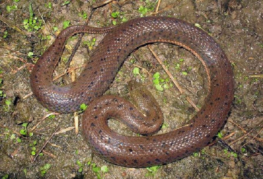 水蛇会咬人吗 有毒吗?