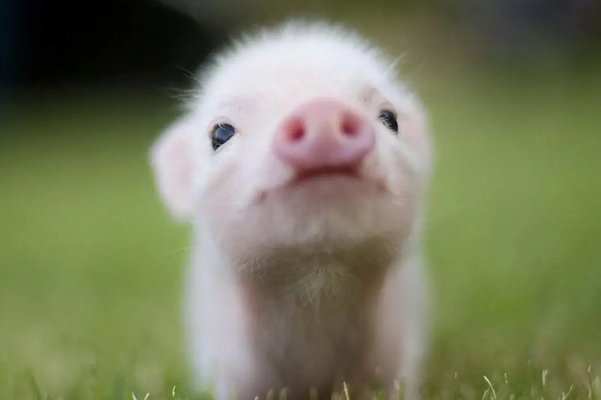 什么动物破烂不堪