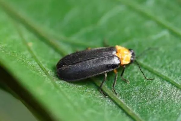 照夜清什么意思