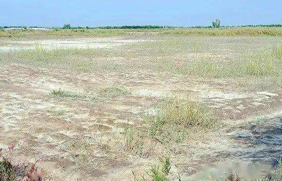 盐碱地对农作物有什么危害？会导致粮食减产吗？