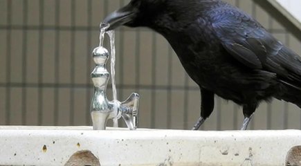 乌鸦还能用什么办法喝到水呢