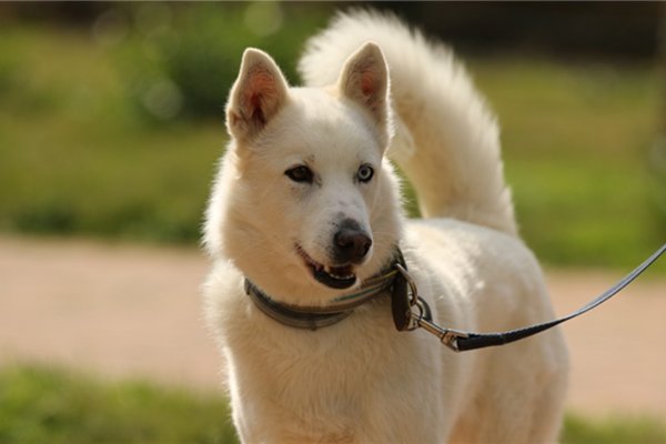 男子遛狗不栓绳被罚款2500元，你如何看待“遛狗不拴狗”的这一行为？