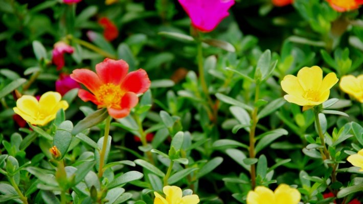 金丝杜鹃的形态特征