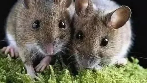 人类经历过几次灭绝?