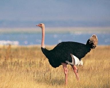 安庆鸵鸟在市区狂奔20公里死亡，造成其死亡的原因究竟是什么？