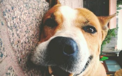 口蘑是什么梗？