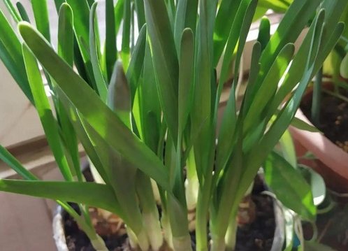 水仙花2到20天的高度变化是怎么样的?