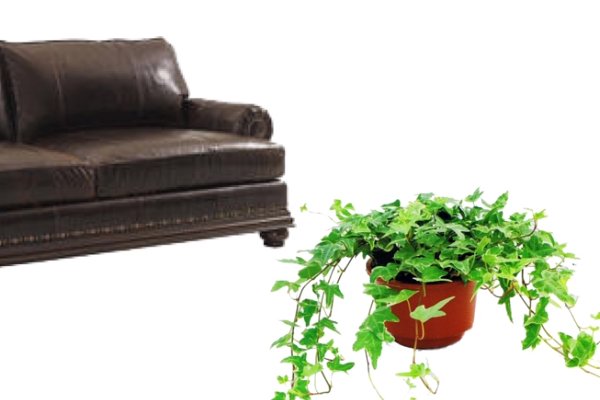 如何去除沙发上的狗尿味