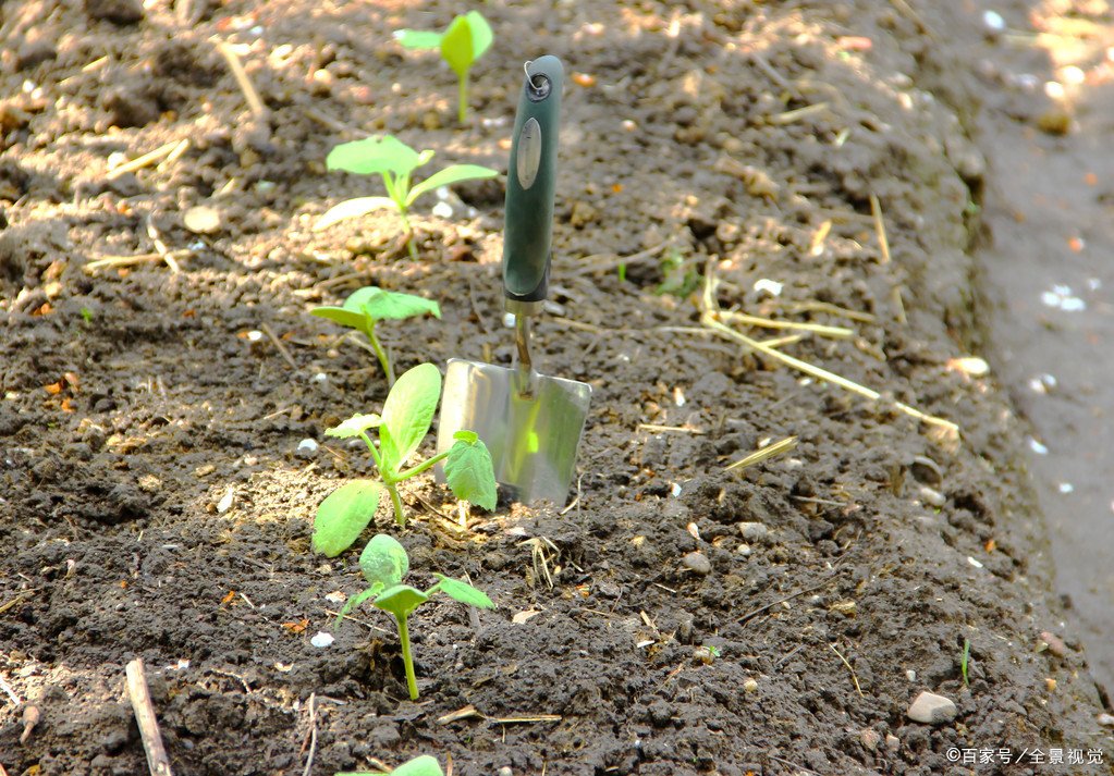 警方通报“河南男子29楼扔孩子”一案，嫌疑人将会面临什么处罚？