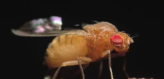 果蝇对人的危害是什么?