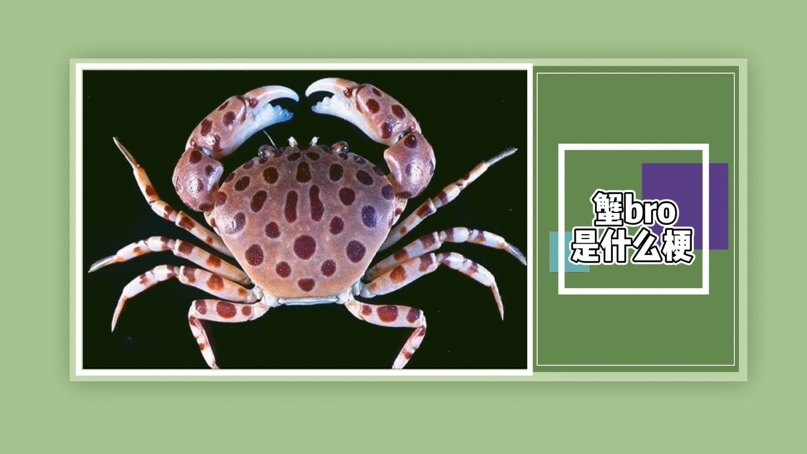 蟹bro是什么梗？